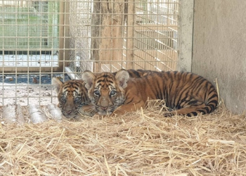 ได้ชื้อใหม่ ต้นกล้า (ตัวผู้) ต้นข้าว (ตัวเมีย)