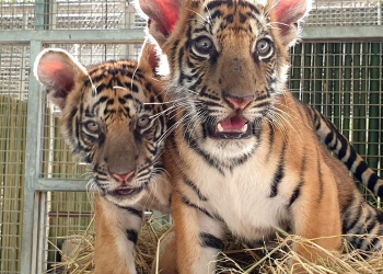 โล่งอก! ‘น้องขวัญ’ ไม่ได้ถูกล่าในป่าไทยตรวจ DNA เป็นพันธุ์ไซบีเรีย