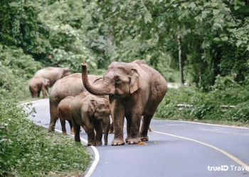 ที่เที่ยวเขาใหญ่ หน้าฝน