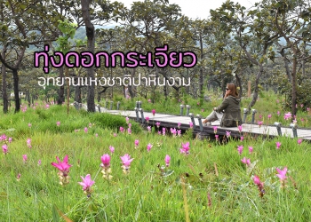 ยลโฉมทุ่งดอกกระเจียว อุทยานแห่งชาติป่าหินงาม ชัยภูมิ